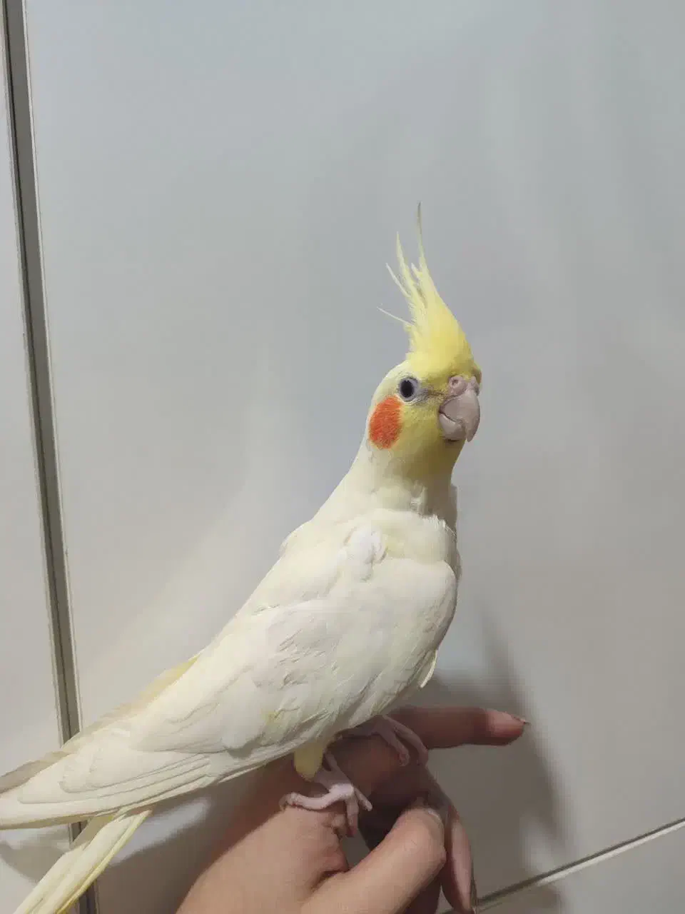 جفت عروس هلندی طوسی و لوتینو زعفرانی مولد|پرنده|تبریز, |دیوار