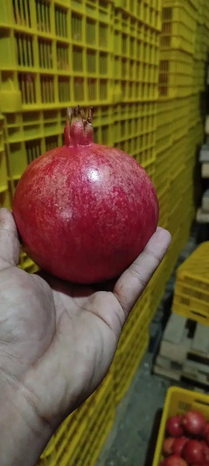 انار صادراتی ساوه|خوردنی و آشامیدنی|رشت, بوسار|دیوار