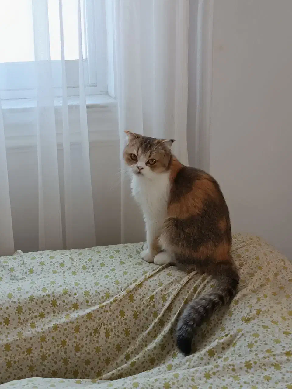 گربه بریتیش تری کالر|گربه|لاهیجان, کوی خزر|دیوار