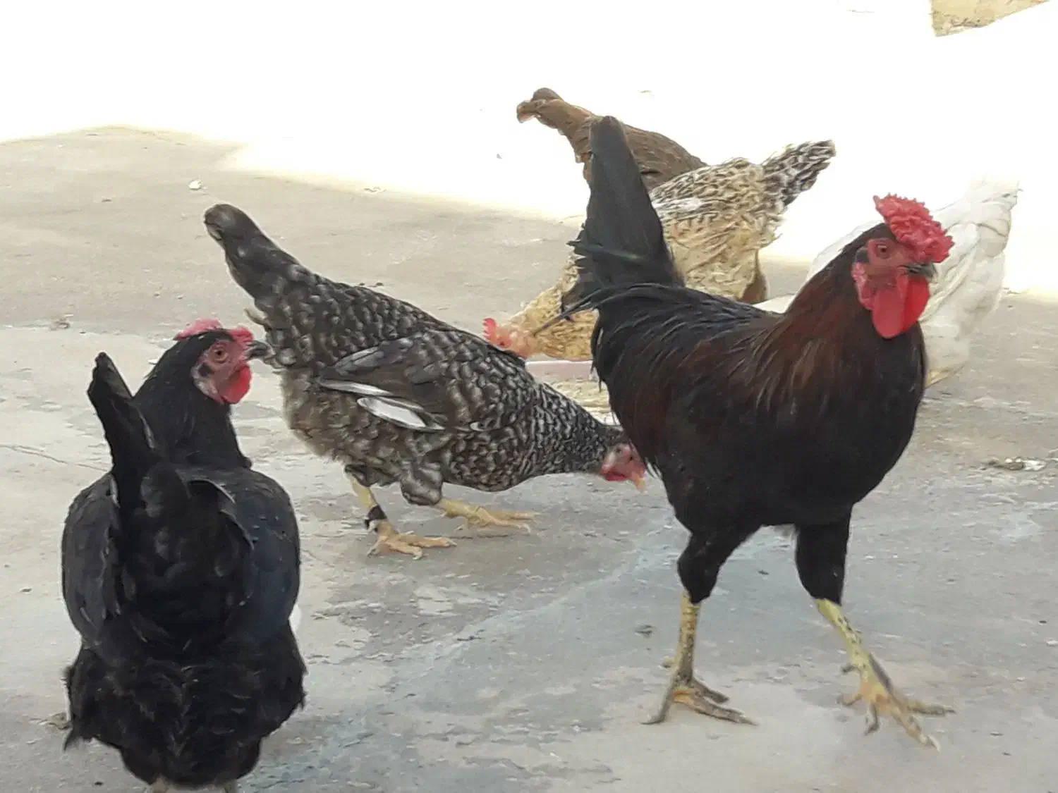 تعدادی مرغ جوان|حیوانات مزرعه|سرپل ذهاب, |دیوار