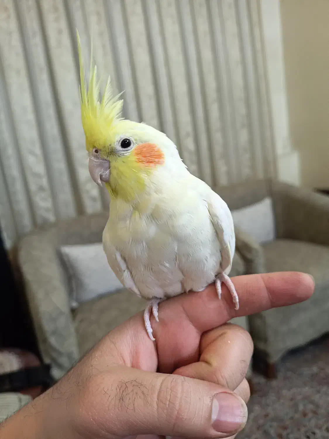 پرنده عروس هلندی|پرنده|تهران, شهرک شریعتی|دیوار