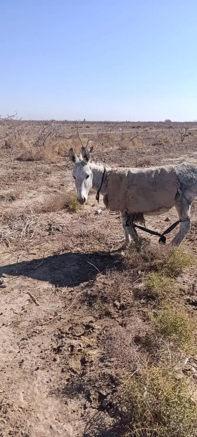 الاغ ماده حامله|حیوانات مزرعه|سیرجان, |دیوار