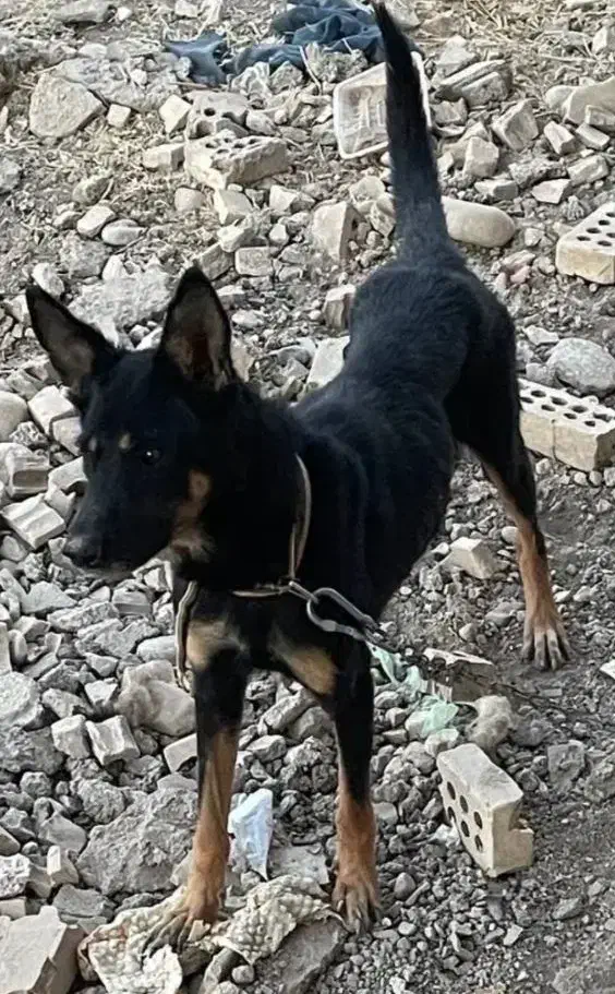 سگ گم شده|سگ|سرپل ذهاب, |دیوار