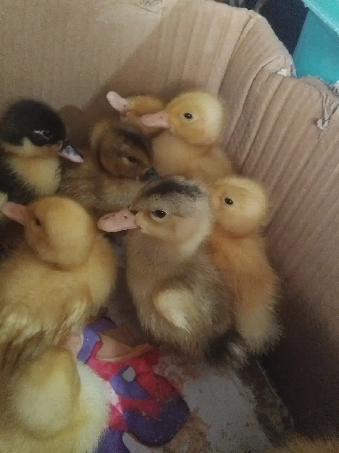 جوجه اردک|حیوانات مزرعه|ماهدشت, |دیوار