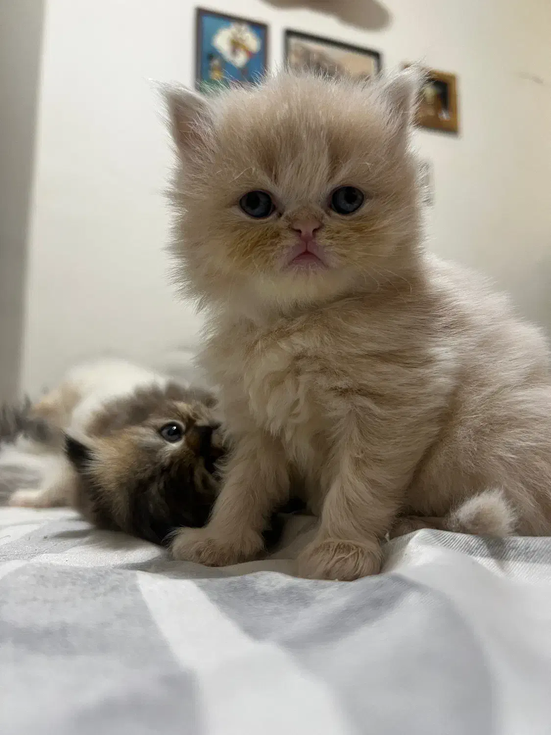 گربه پرشین مو بلند دال فیس|گربه|ساری, |دیوار