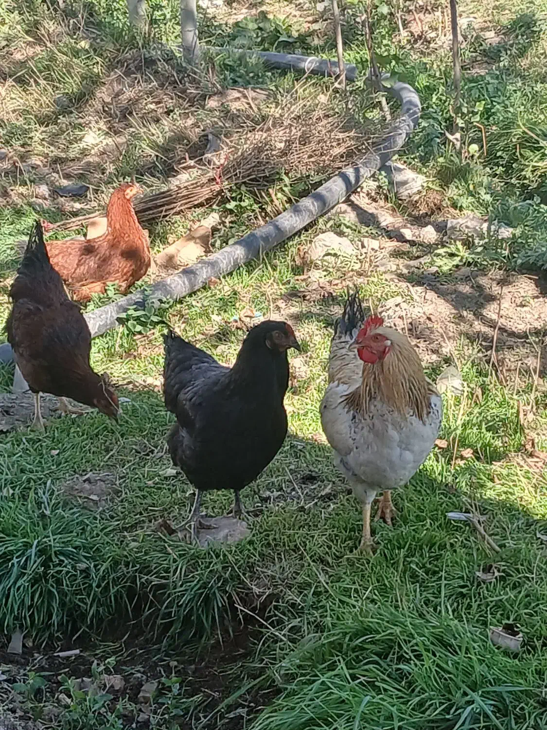 مرغ وخروس محلی|حیوانات مزرعه|کلیبر, |دیوار