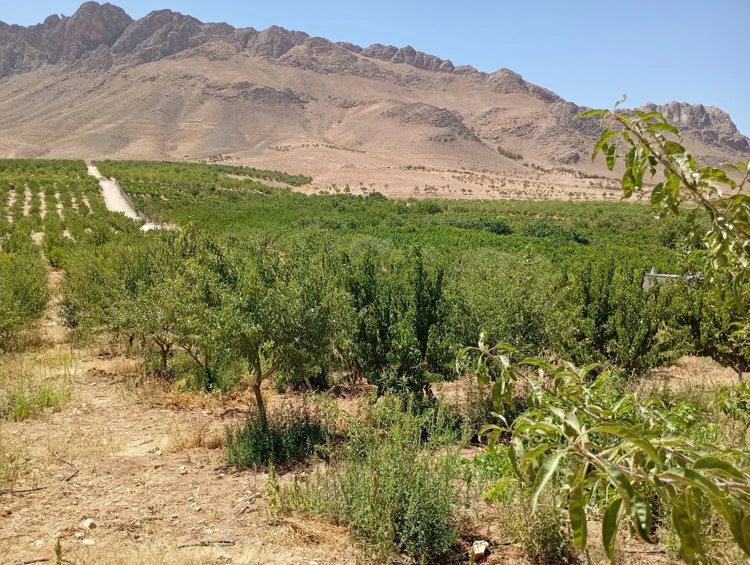 باغ ۵ جریبی بادام طرح باغ گستران|فروش زمین و ملک کلنگی|سامان, |دیوار