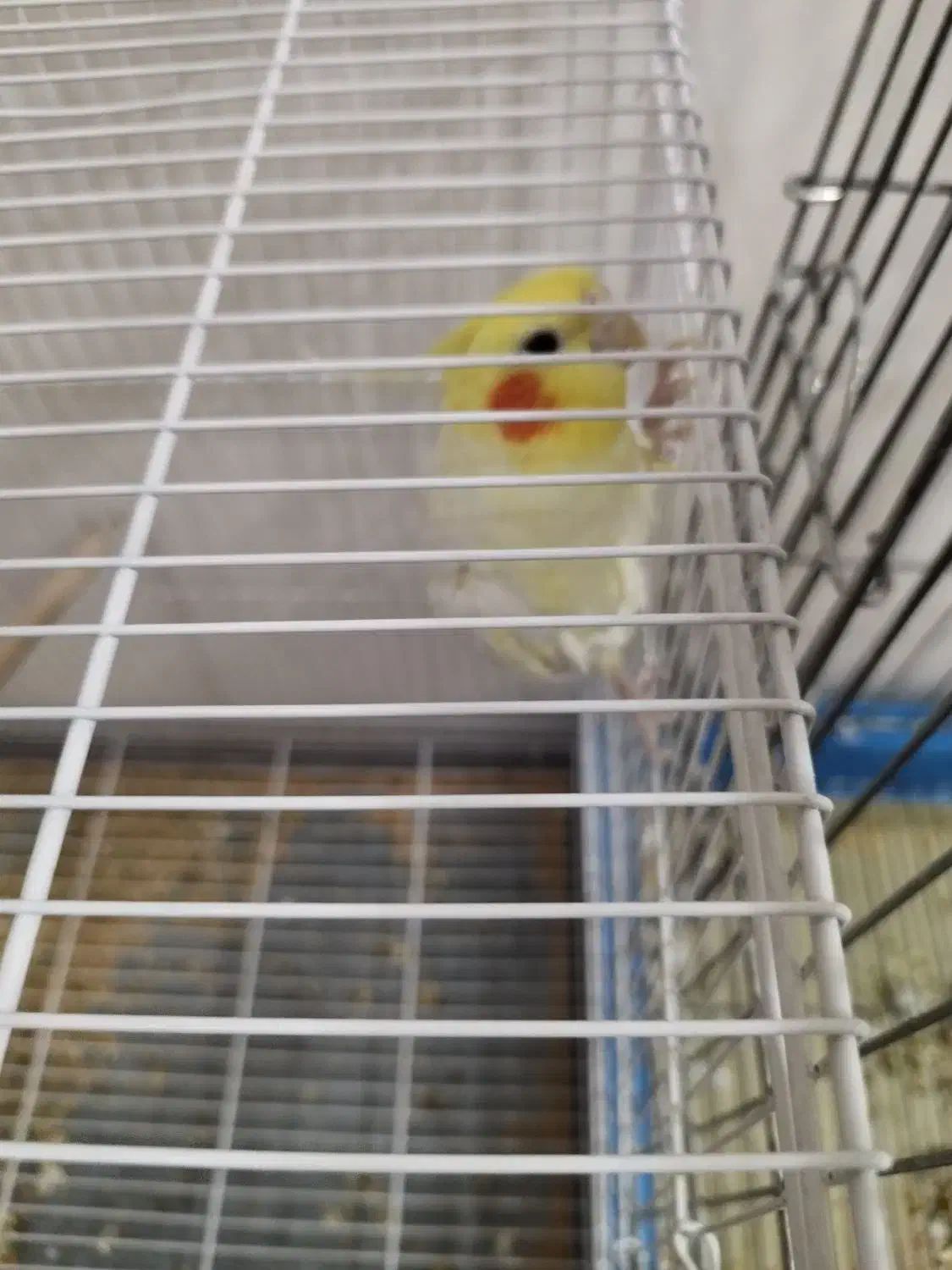 عروس هلندی|پرنده|مشهد, فتح المبین|دیوار