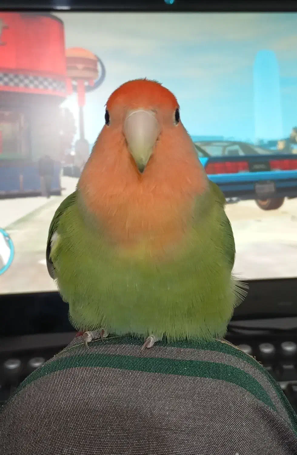 طوطی کوتوله برزیلی صورت هلویی|پرنده|گنبد کاووس, |دیوار