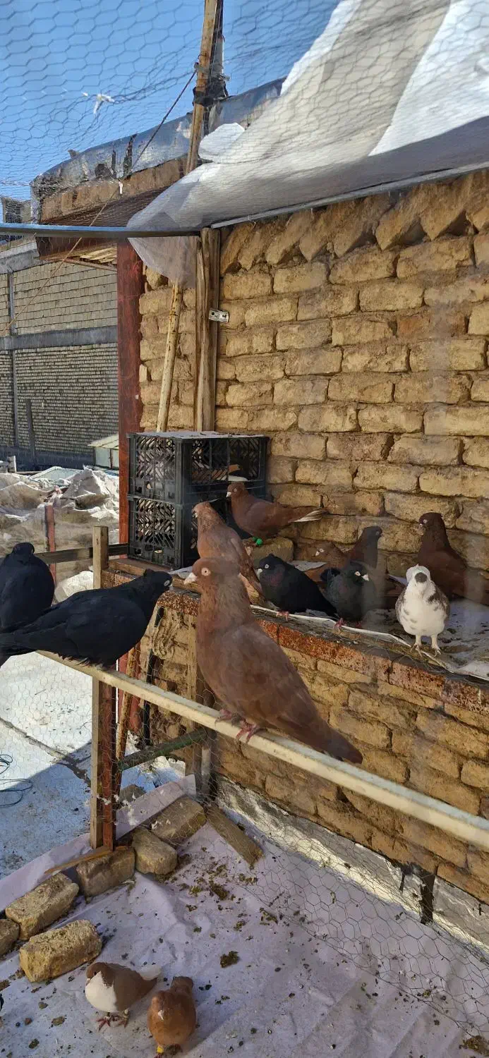 کبوتر|پرنده|مبارکه, |دیوار