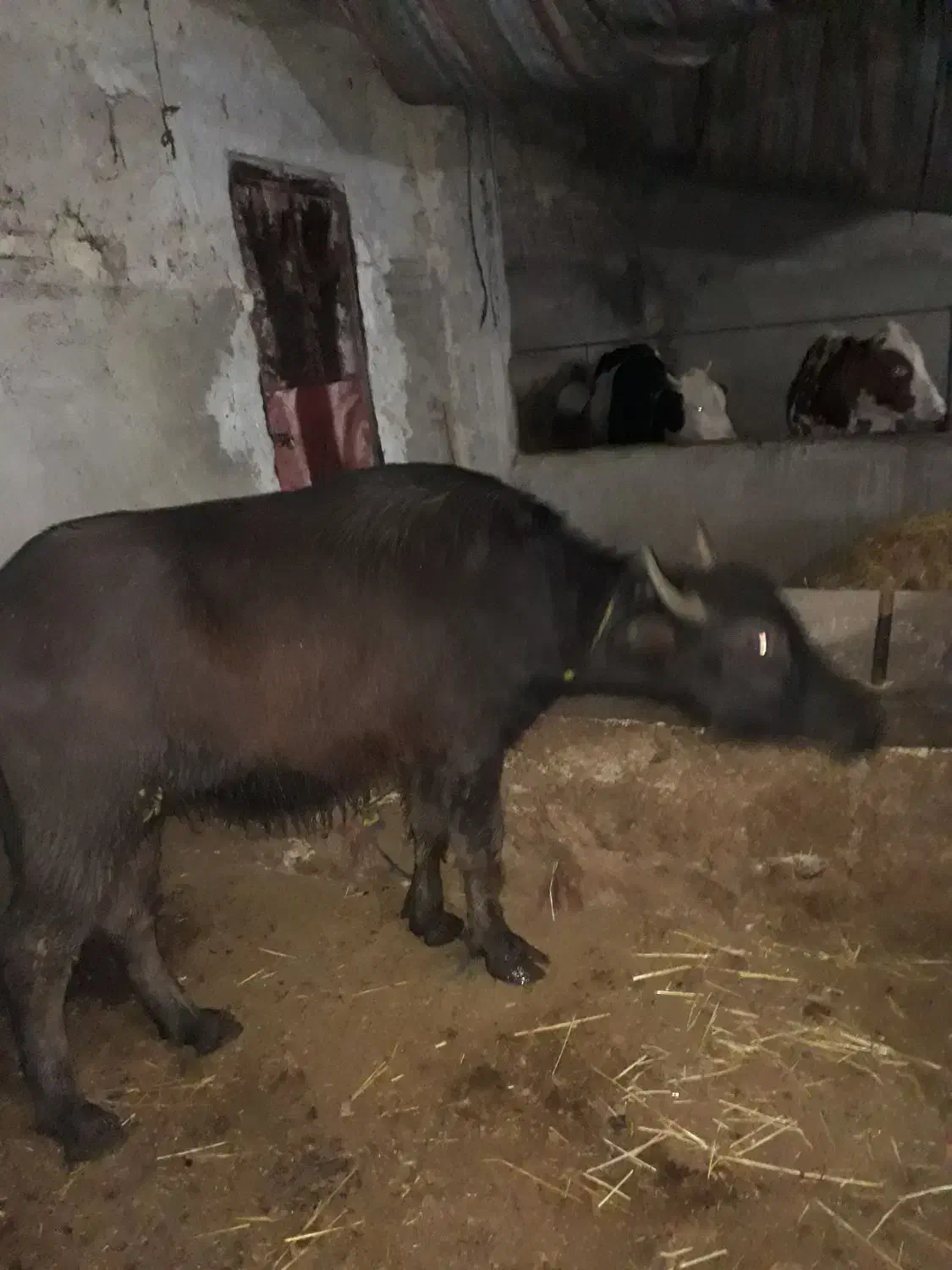 خرید و فروش گاو گوساله گوسفند گاومیش|حیوانات مزرعه|هیر, |دیوار