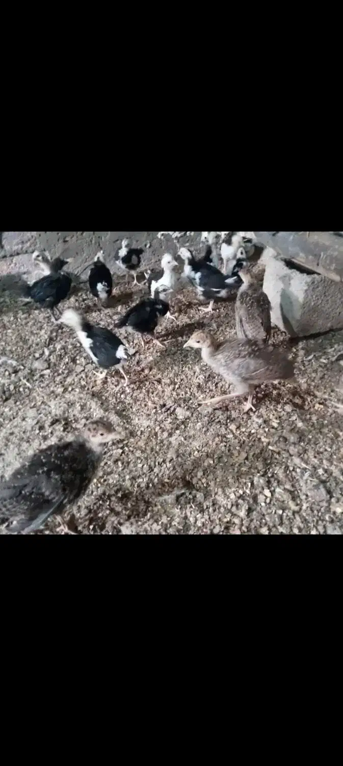 جوجه بوقلمون برنز|حیوانات مزرعه|گنبد کاووس, |دیوار