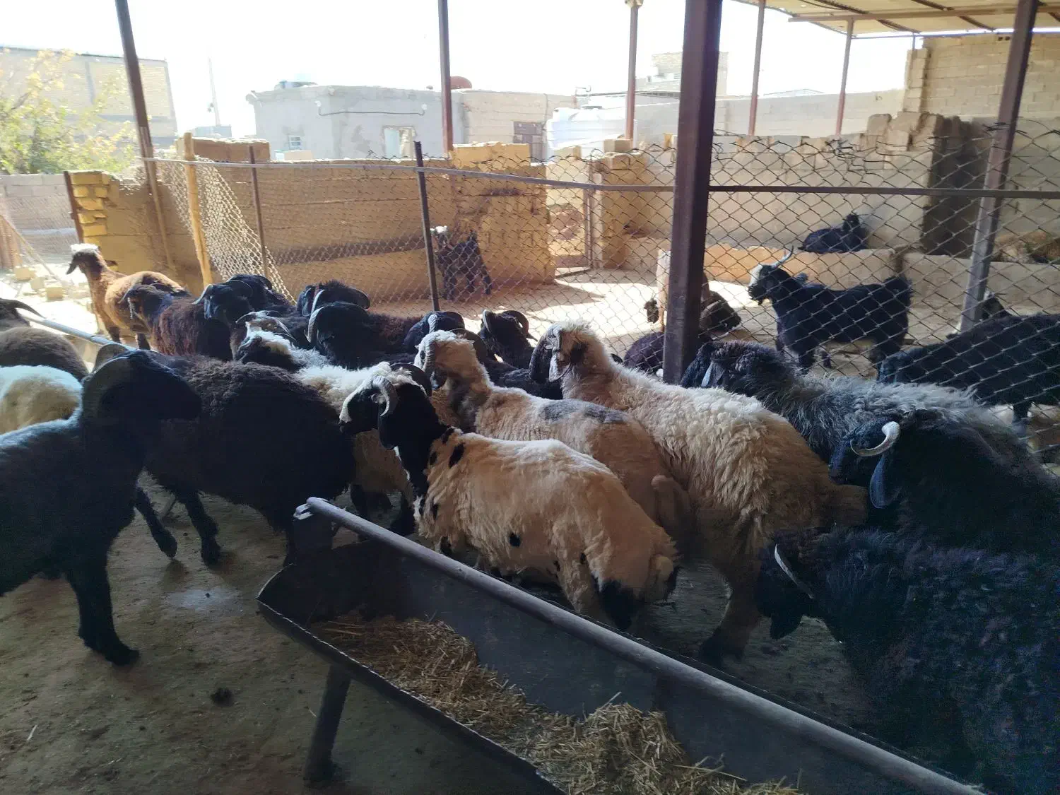 گوشت کهره و بره|خوردنی و آشامیدنی|فسا, |دیوار