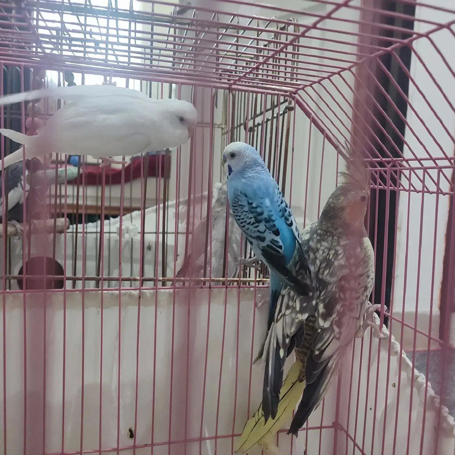 یک جفت مرغ عشق واقع در اسکو سهند|پرنده|سهند, |دیوار