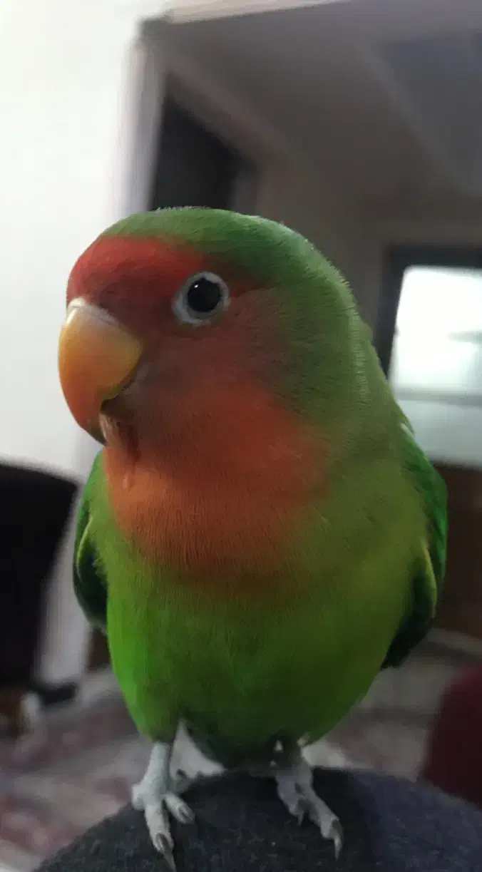 طوطی برزیلی|پرنده|دزفول, |دیوار