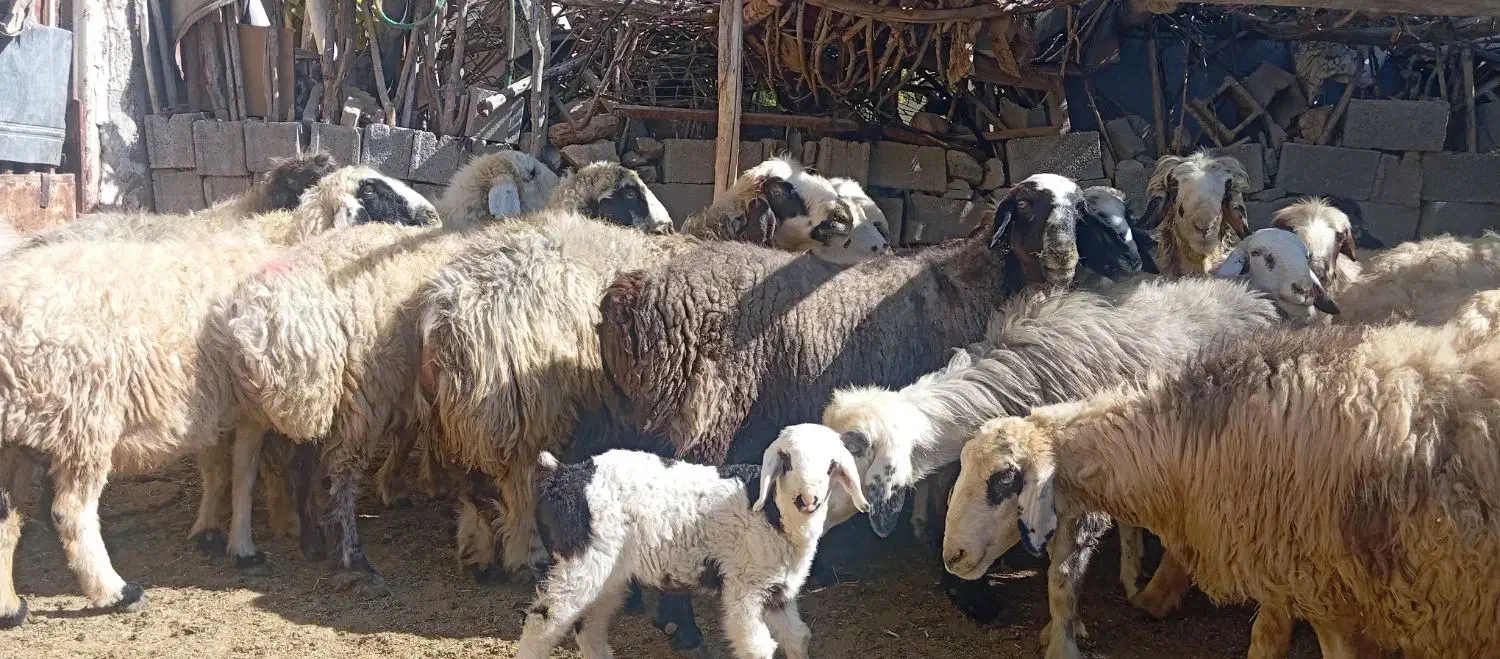 25راس میش داشتی|حیوانات مزرعه|ارژن, |دیوار