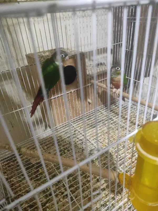 عروس هلندی گرینچک|پرنده|مشهد, پورسینا|دیوار