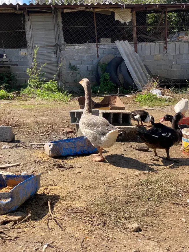 غاز سرحال بالغ|حیوانات مزرعه|ساری, |دیوار