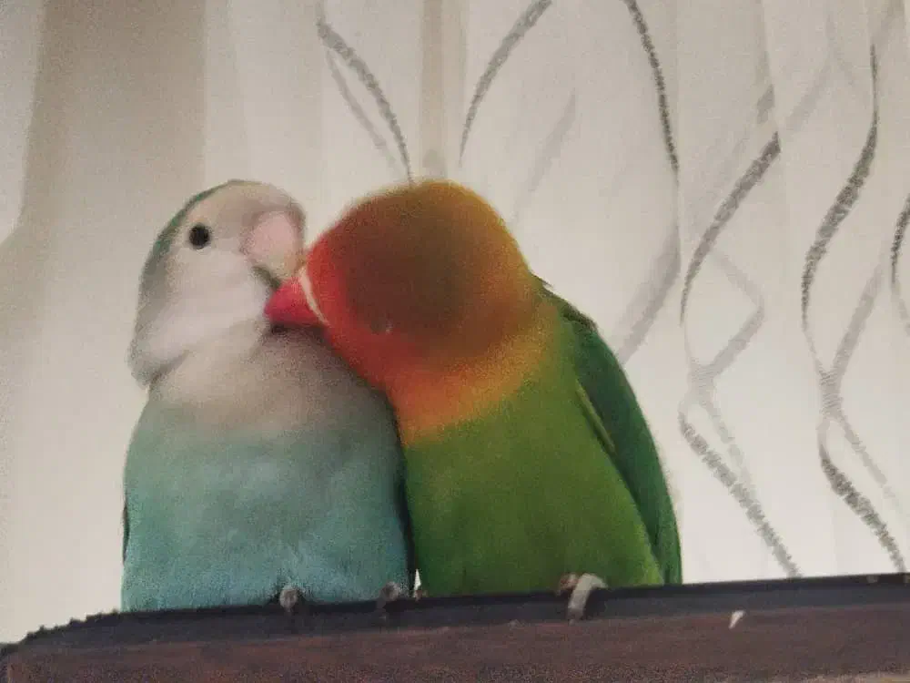 طوطی برزیلی|پرنده|تهران, سوهانک|دیوار