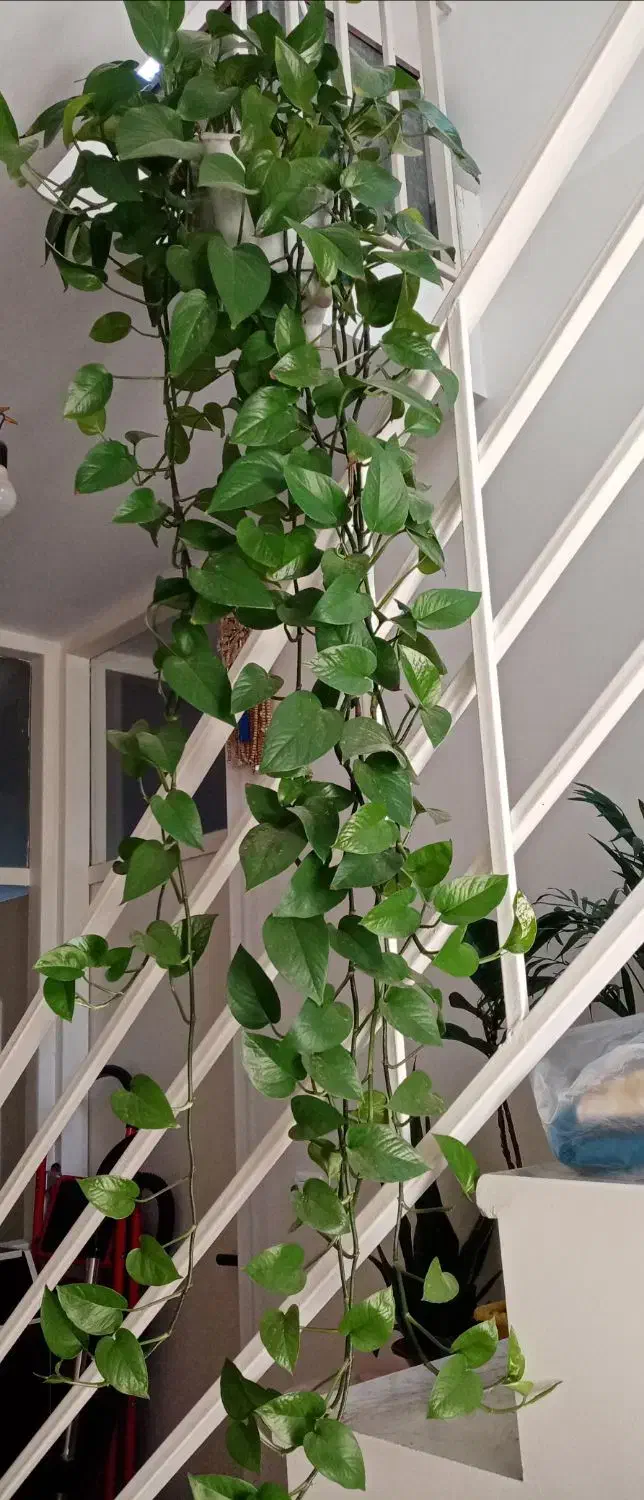 گلدان پتوس|گل و گیاه طبیعی|محمدشهر, سیدآباد|دیوار