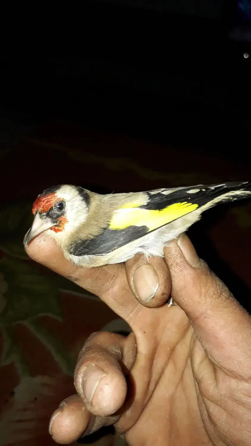 سهره|پرنده|نورآباد, |دیوار