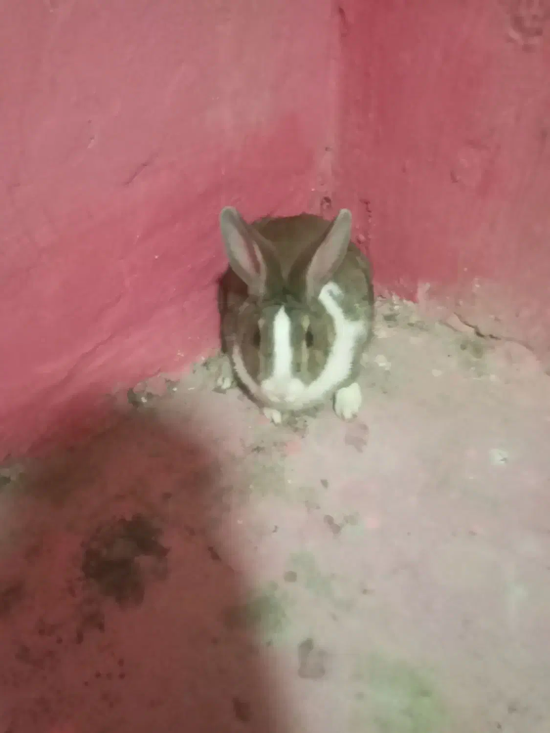 خرگوش|موش و خرگوش|اندیکا, |دیوار