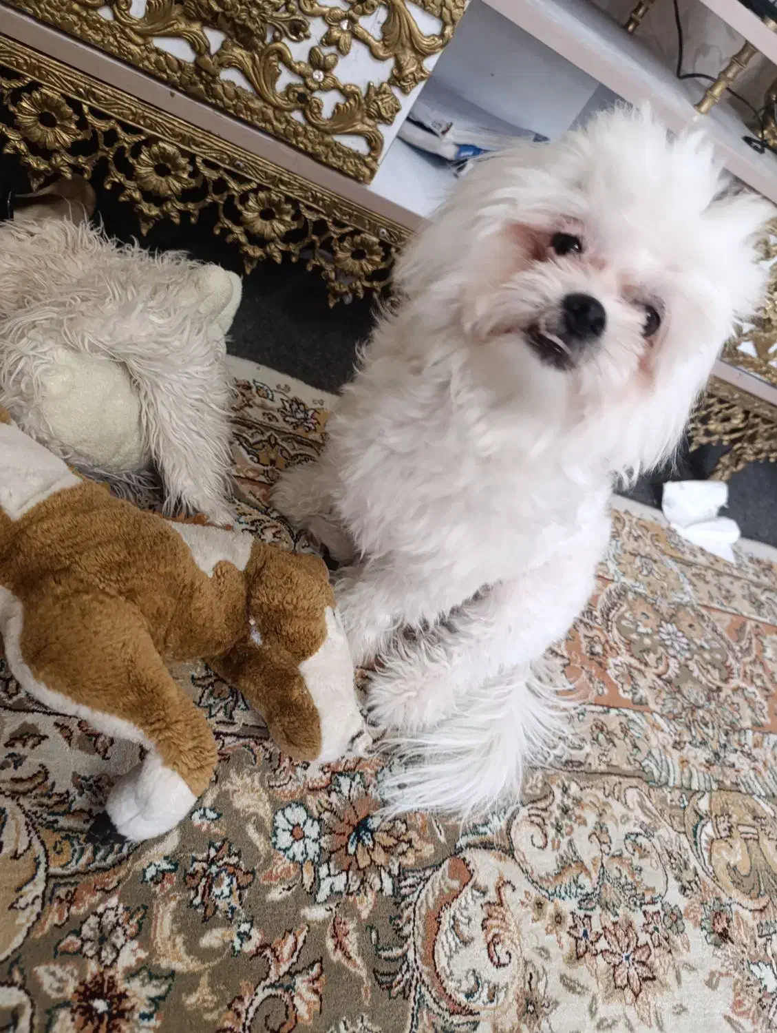 سگ نر مالتیز|سگ|تبریز, |دیوار