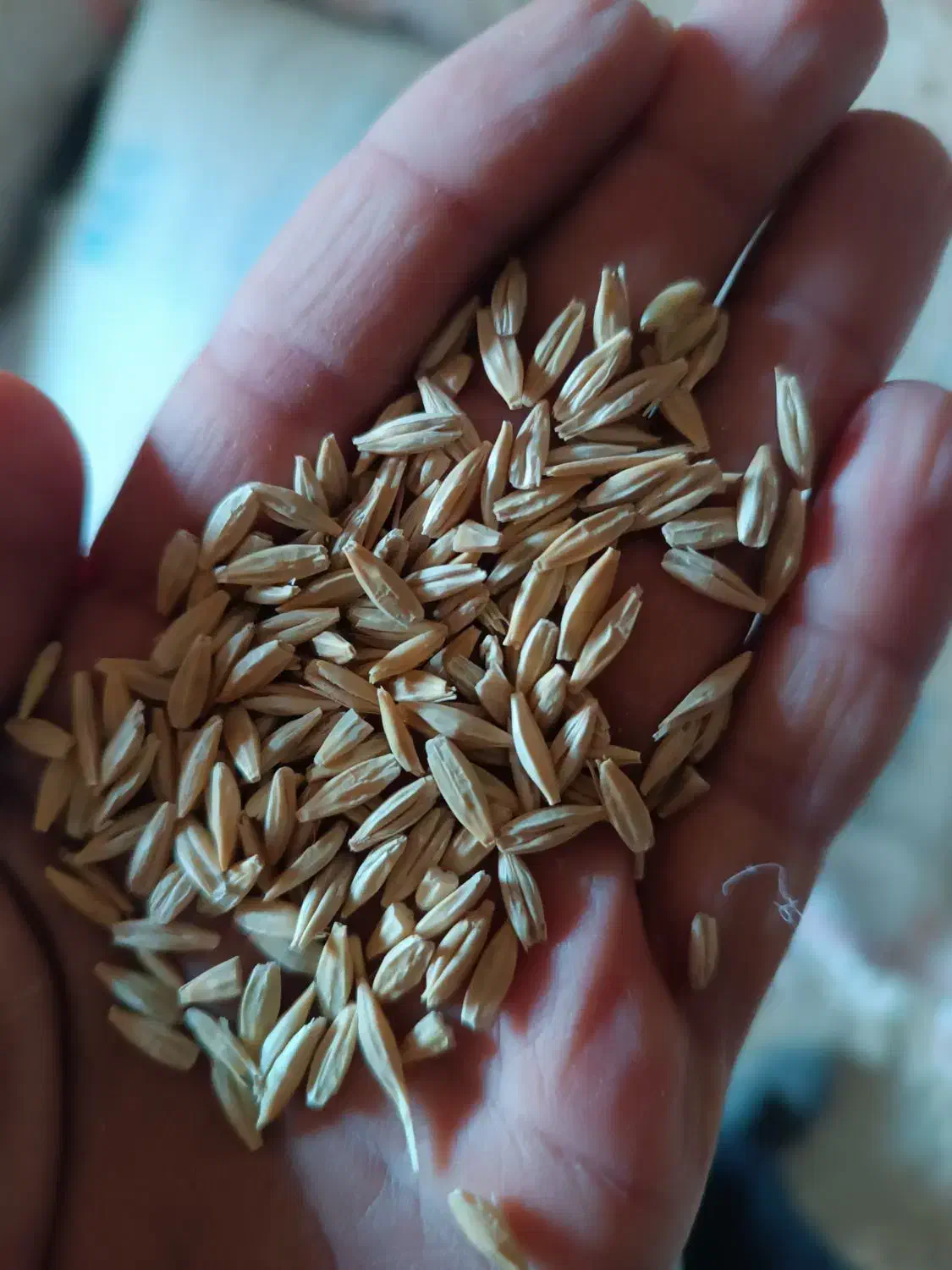 جو بذری دیم قیمت۳۱|خدمات باغبانی و درختکاری|شراء, |دیوار