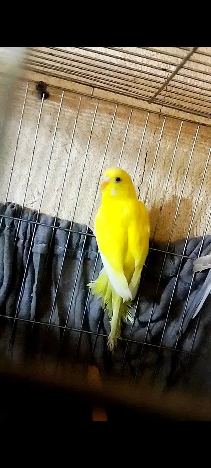 جفت مرغ عشق جوان|پرنده|مشگین شهر, |دیوار