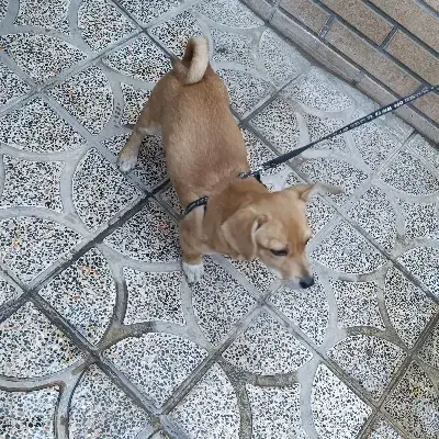 سگ.|سگ|دورود, |دیوار