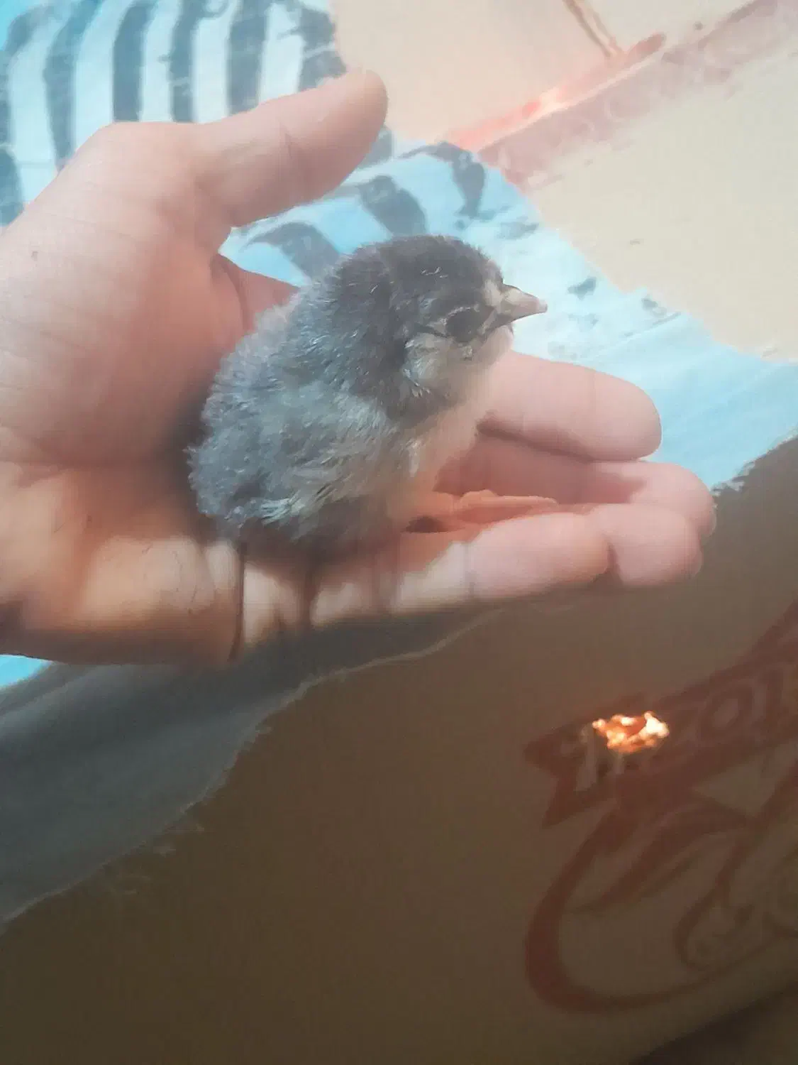 جوجه مرغ   چهل تاج ریشو|حیوانات مزرعه|اسفراین, |دیوار