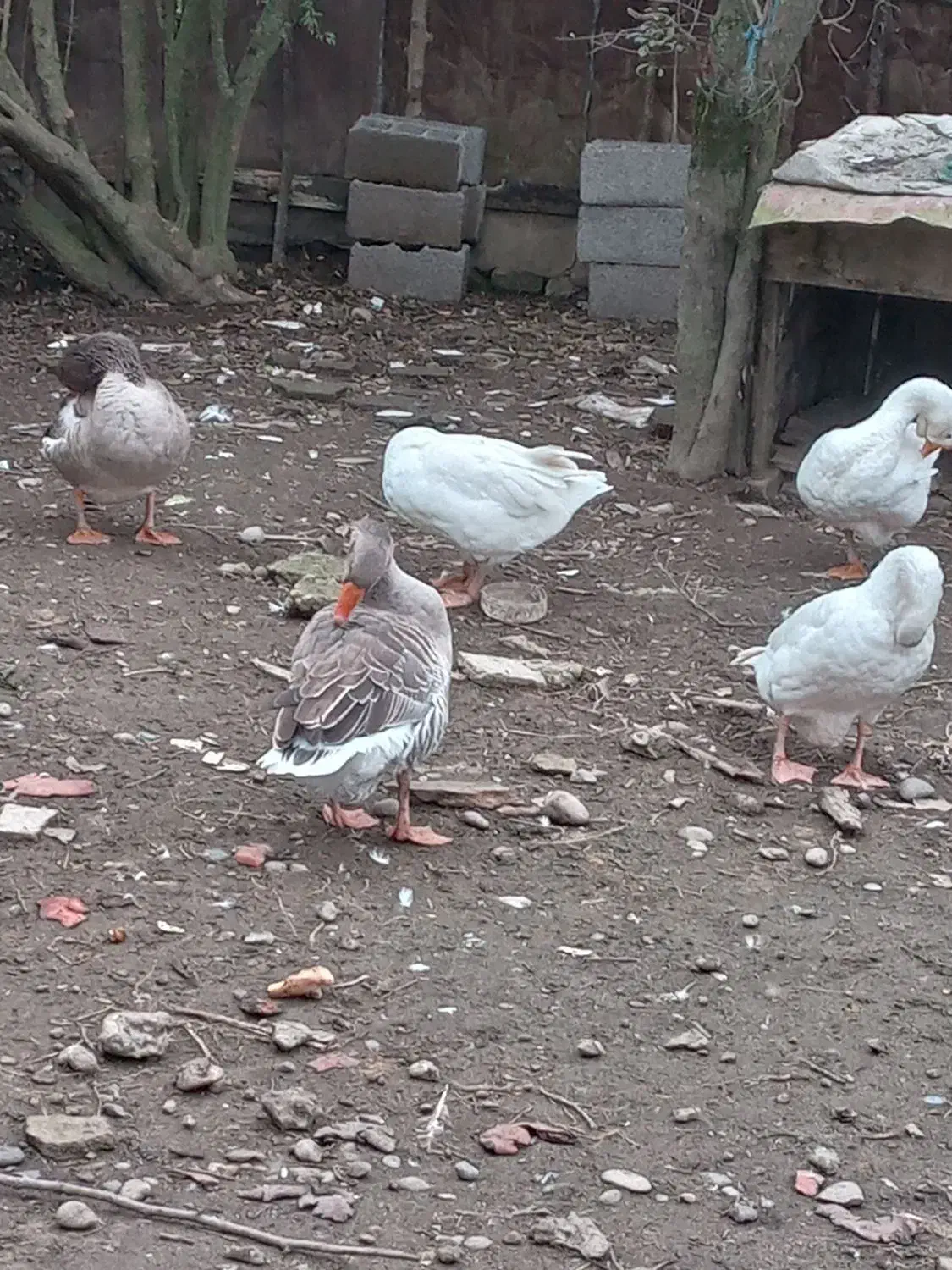 پنج عدد غاز بالغ یکساله تخم گذار|حیوانات مزرعه|آستانه اشرفیه, |دیوار