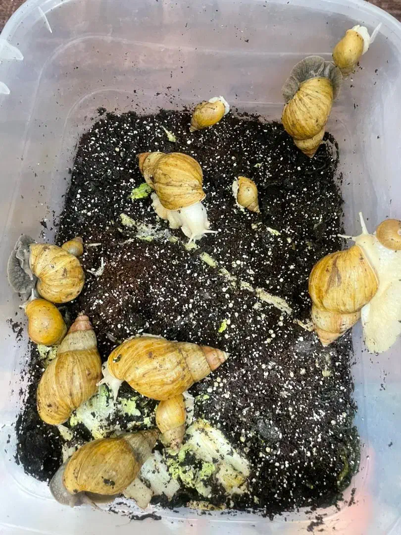 حلزون آلبینو|خزنده|بوشهر, |دیوار