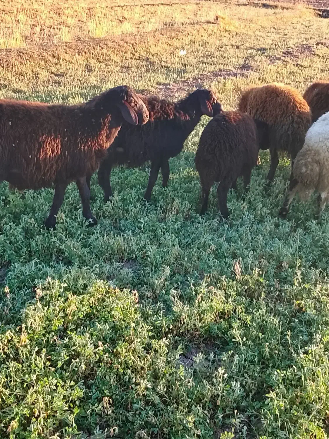3عدد بره نر درجه یک و 2عدد بره ماده دامازلخ|حیوانات مزرعه|هریس, |دیوار