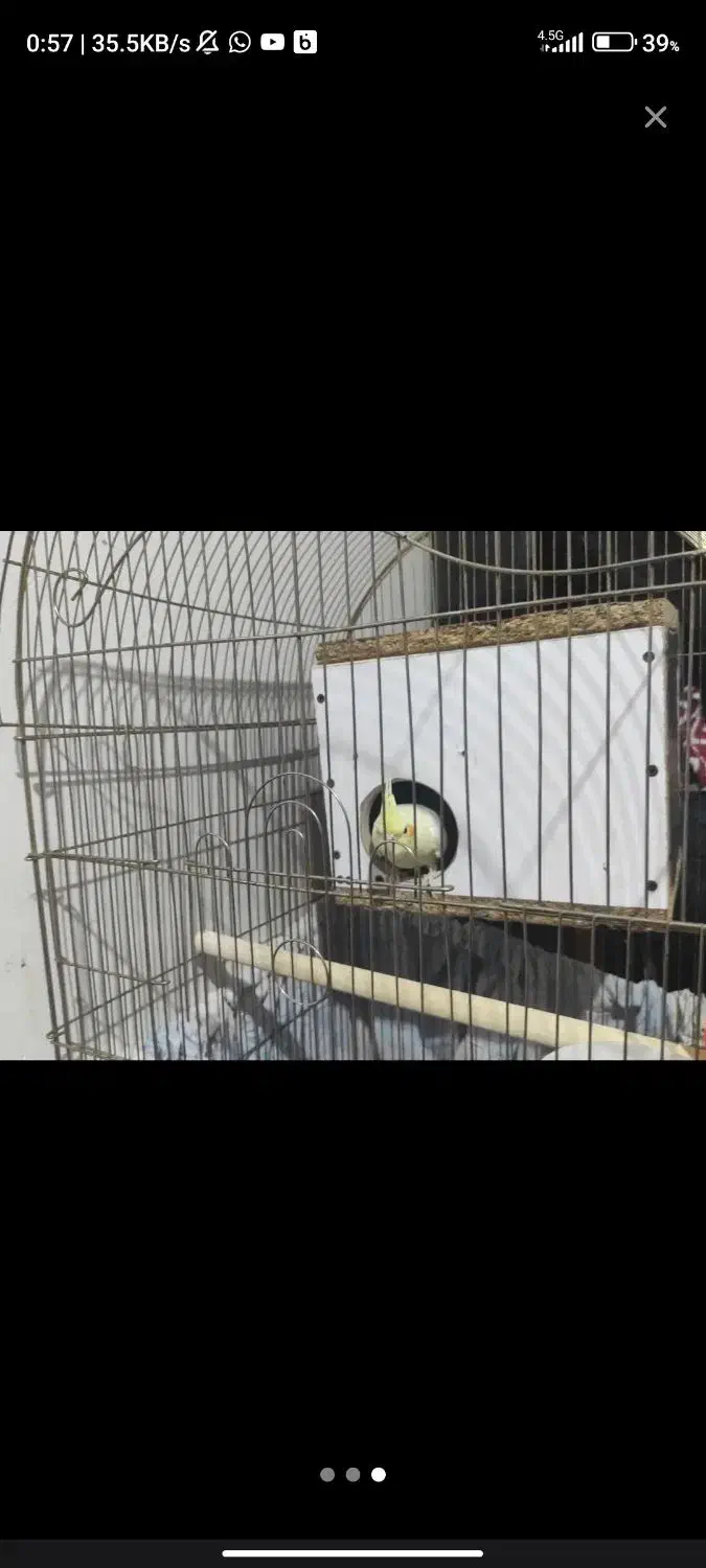 عروس هلندی و مرغ عشق|پرنده|آبادان, |دیوار