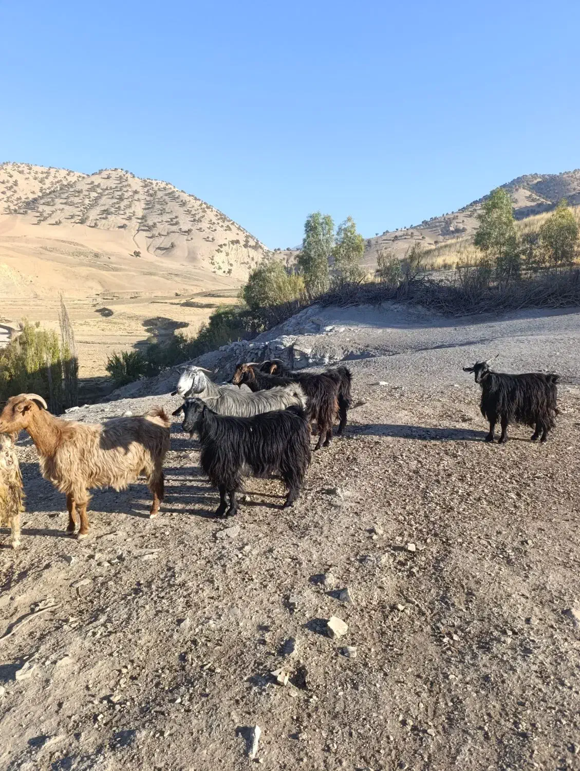 بز و بزغاله یا گوسفند داشتی درجه یک جوان|حیوانات مزرعه|ایلام, |دیوار