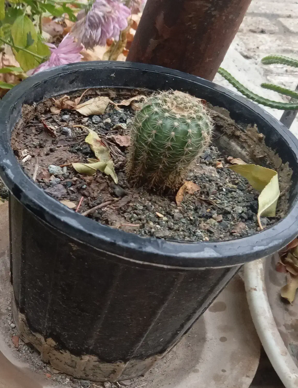 گل کاکتوس|گل و گیاه طبیعی|کرمانشاه, |دیوار