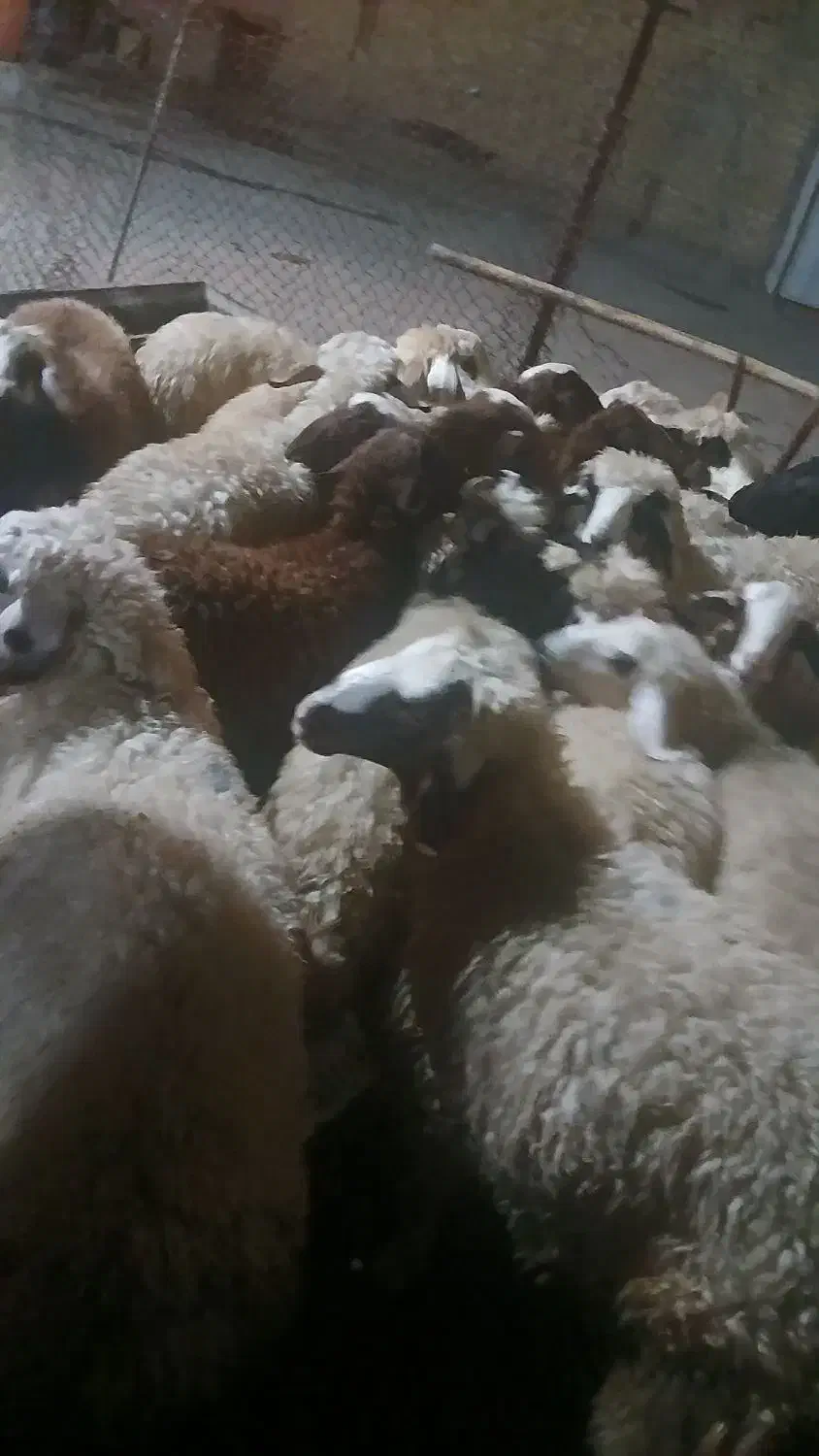 بره نر|حیوانات مزرعه|زاغه, |دیوار