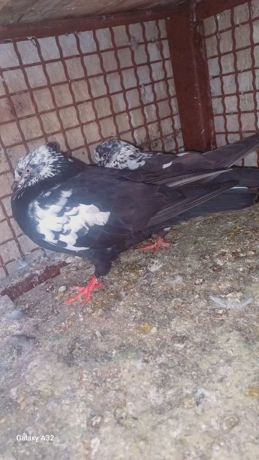 کبوتر|پرنده|بندرعباس, |دیوار