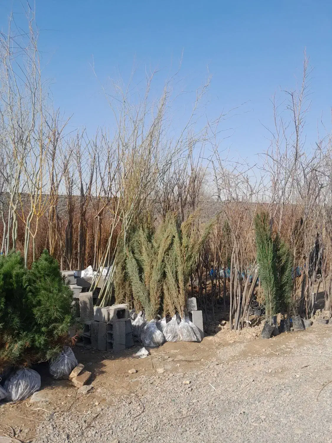 نهال|گل و گیاه طبیعی|مشهد, مهدی آباد|دیوار