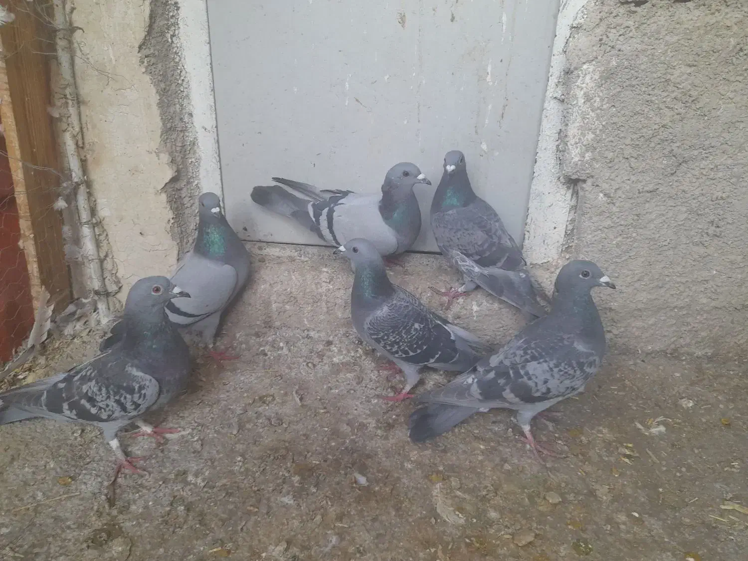 کفتر|پرنده|شیراز, فرگاز|دیوار