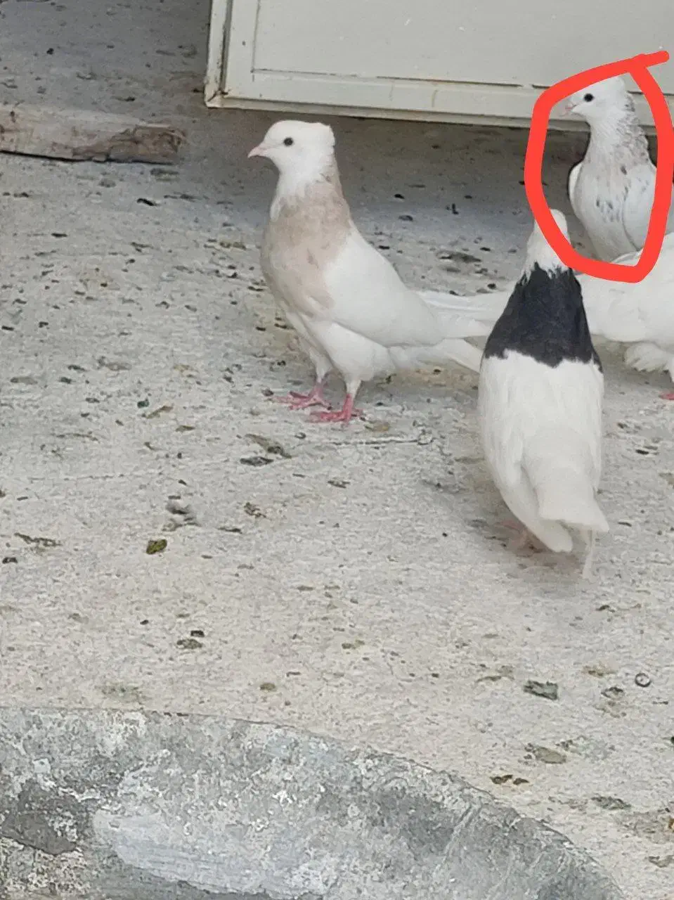 کبوتر|حیوانات|کرمانشاه, |دیوار