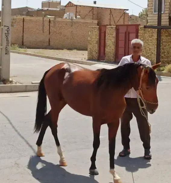 کره اسب نریان|اسب و تجهیزات اسبسواری|نظرآباد, رسالت|دیوار
