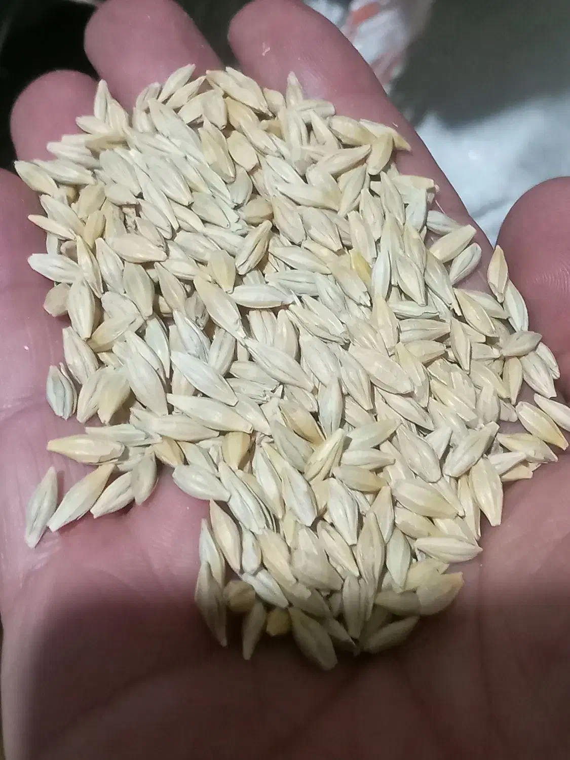 جو محلی یازدخ دم. . یک|خوردنی و آشامیدنی|خواجه, |دیوار