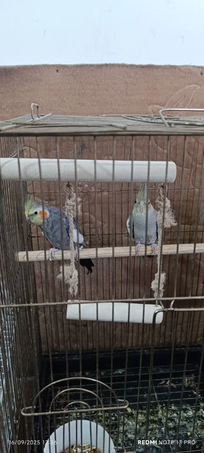 فروش عروس هلندی و طوطی برزیلی|پرنده|بوکان, |دیوار