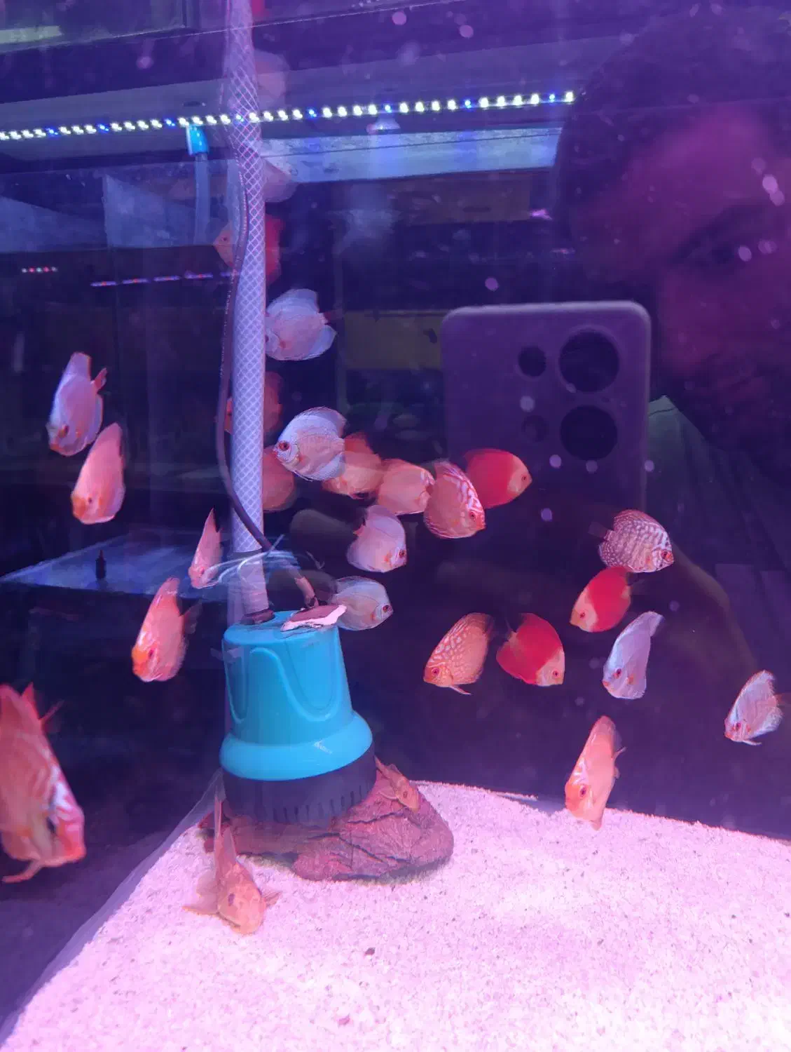 فروش دیسکس های درجه ۱|ماهی|رشت, پل تالشان|دیوار