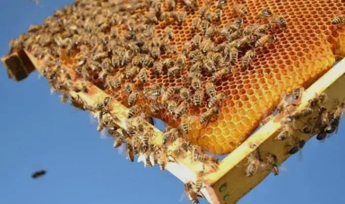 عسل طبیعی گون،انگبین،زول،چندگیاه دارویی با ضمانت|خوردنی و آشامیدنی|شاهینشهر, شهرک میلاد|دیوار