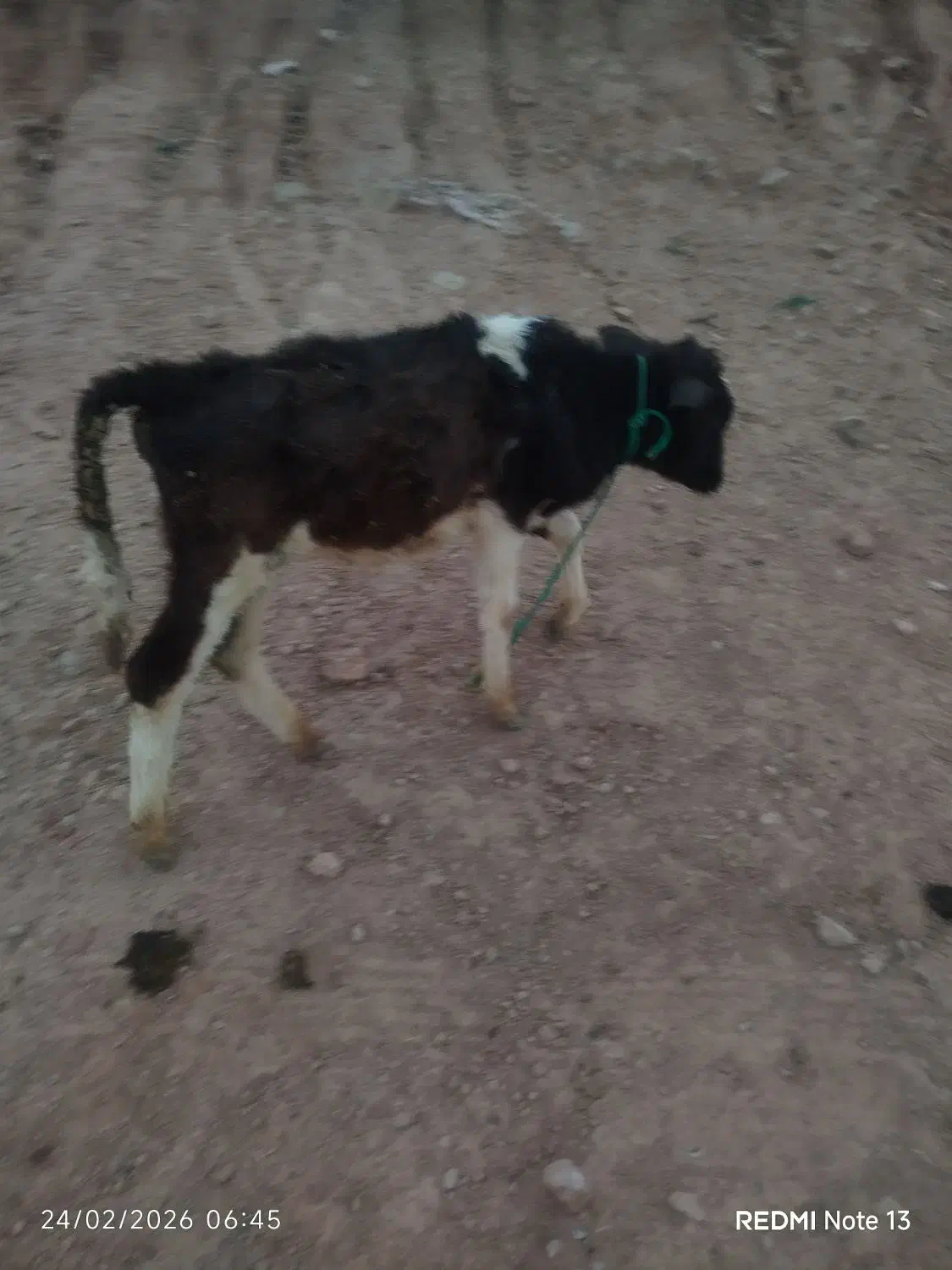 گوساله نر|حیوانات مزرعه|مسجد سلیمان, |دیوار