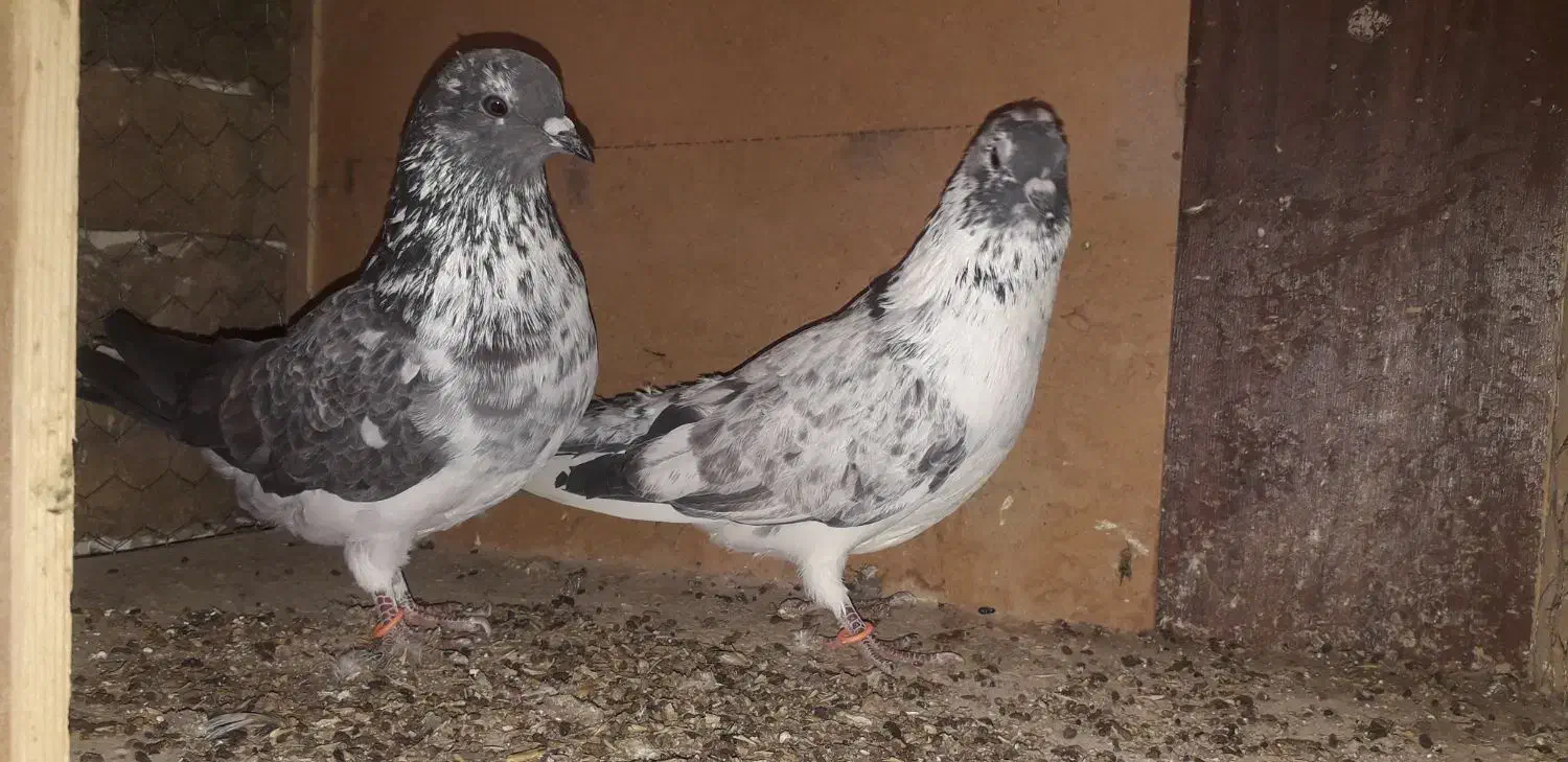 کبوتر پرشی|پرنده|بوئین زهرا, |دیوار