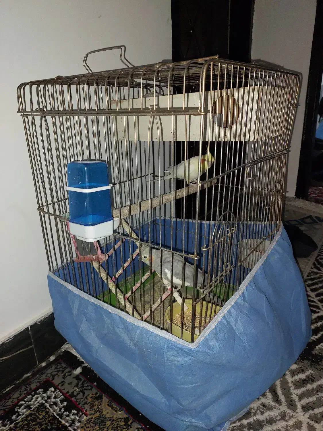 نروماده عروس هلندی|پرنده|ازنا, |دیوار